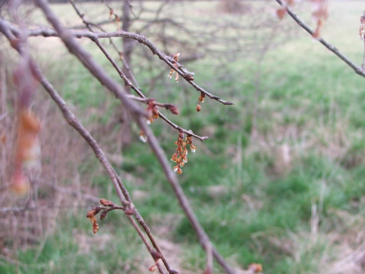 some nches with some leaves hanging from it