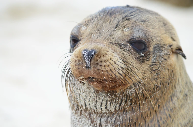 the closeup view of a seal pup