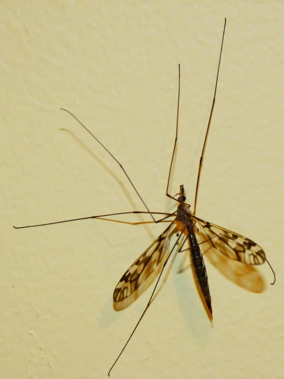 a mosquito with two legs on a white surface