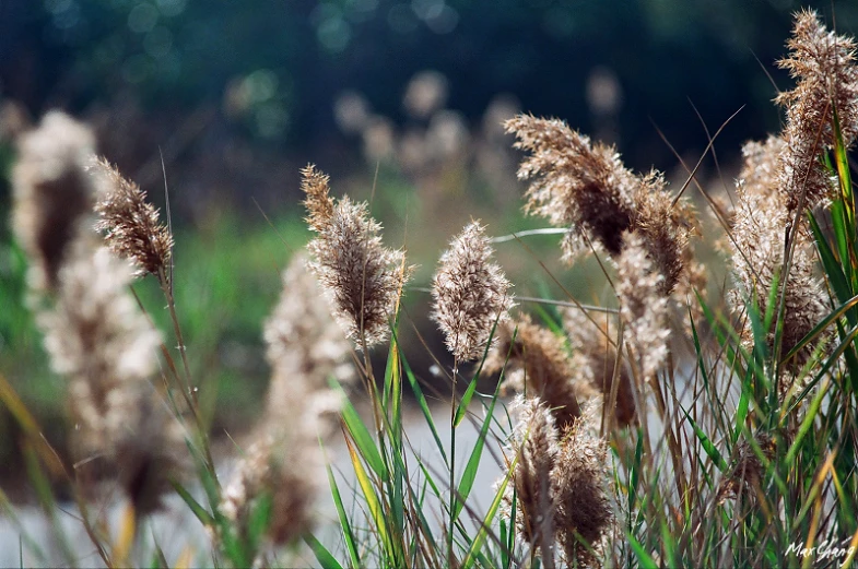 many brown plants with small white flowers next to water