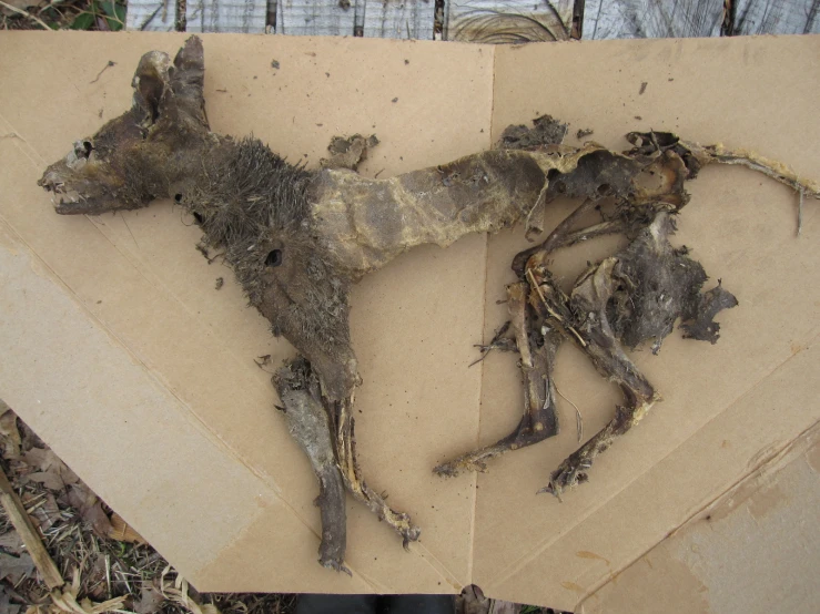 a dog that has been cut apart on a cardboard