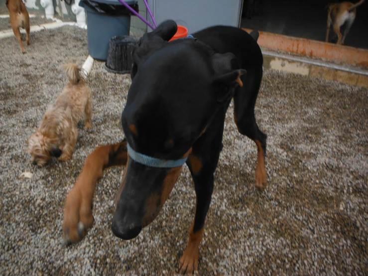 a dog trying to bite another dog on the ground