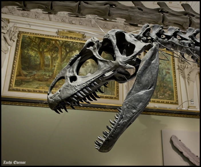 a skull mounted to the ceiling in a museum