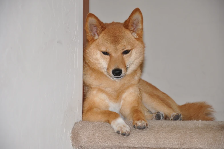 an adorable dog sitting on a cat stairs