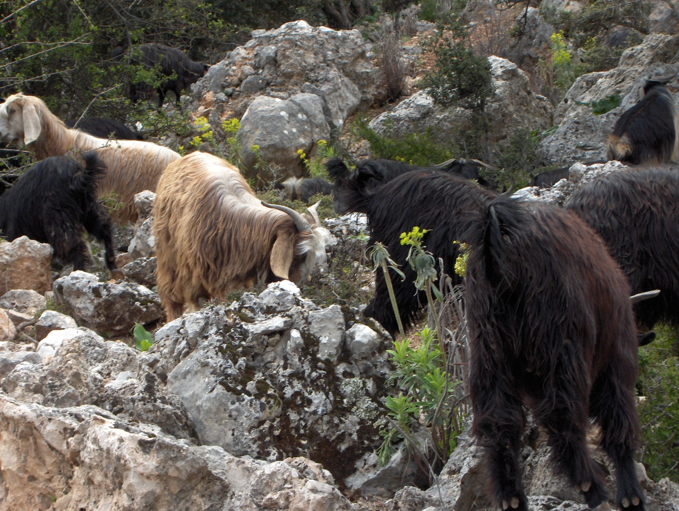 many different animals stand together by some rocks