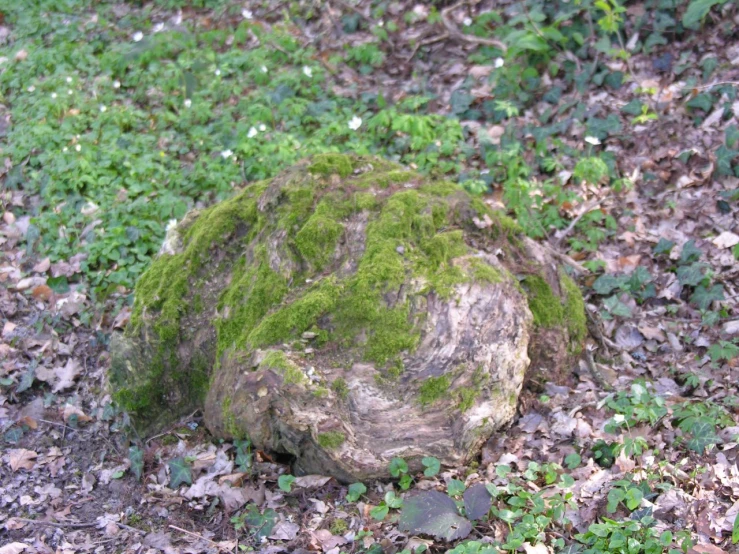 a small round rock with green moss on it