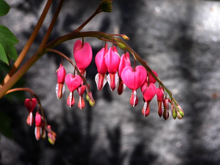 closeup of some flowers growing on a tree