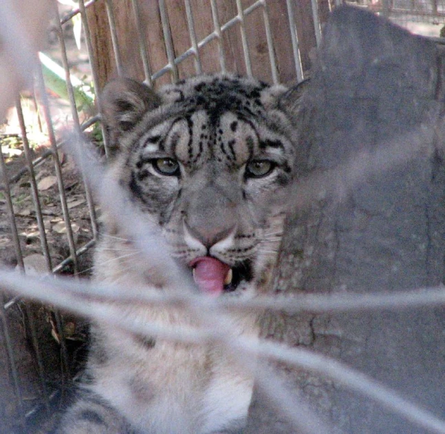 a close - up of a white tiger sticks his tongue out from behind some wire