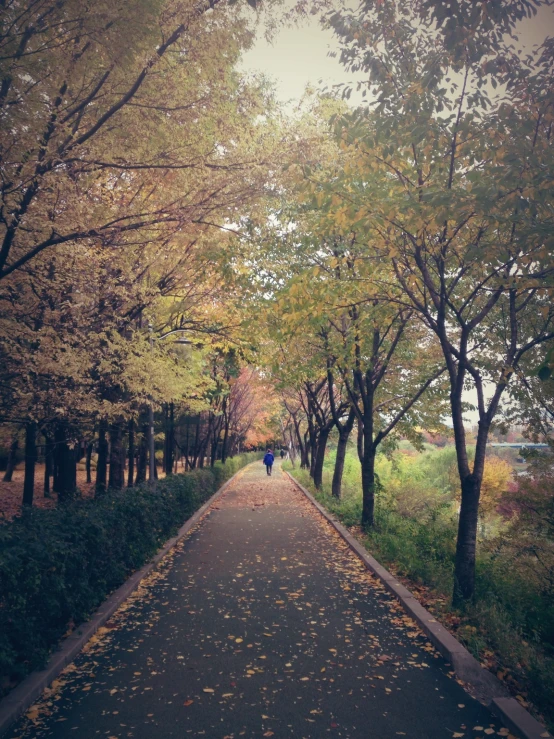 a pathway in a forest with many trees and leaves all along