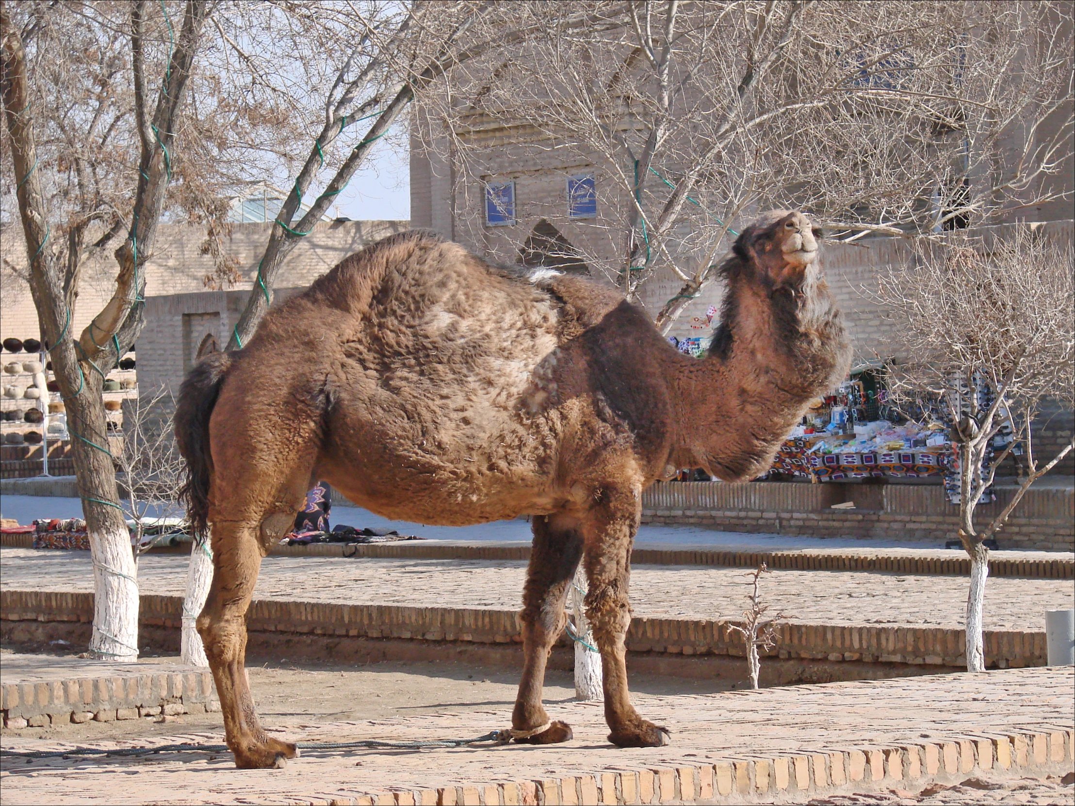 the camel is eating the tree nches in the enclosure