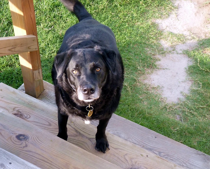 a large black dog standing on top of a wooden deck