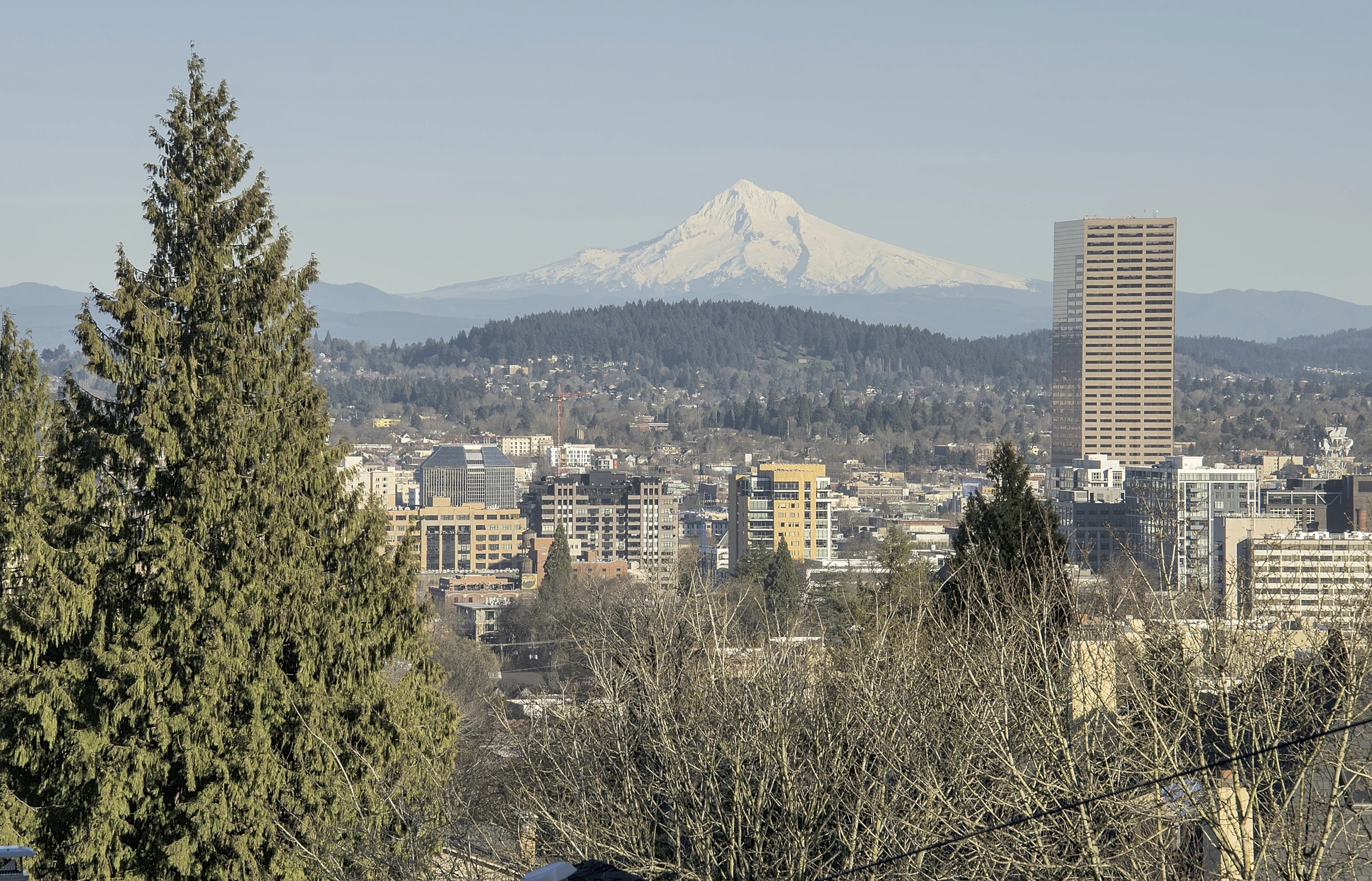 a very tall tree is in the foreground of a city