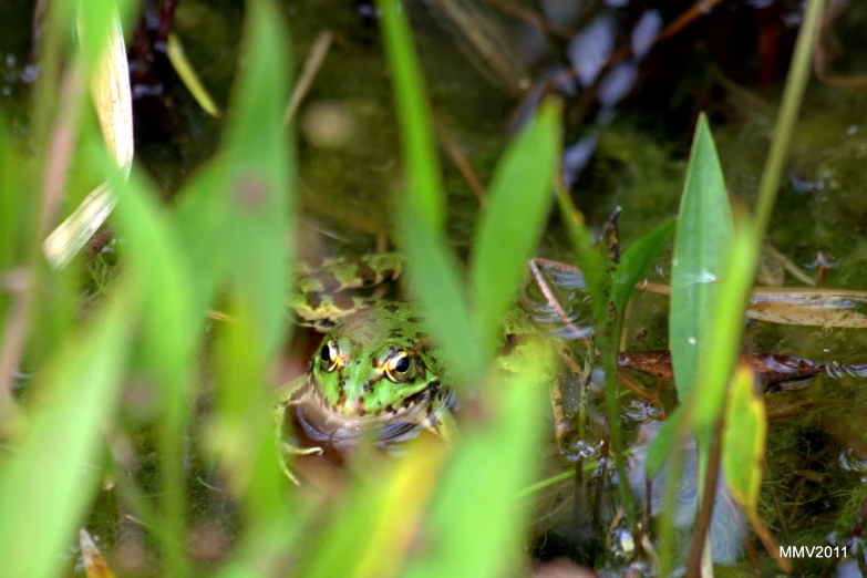 a frog that is swimming in some water