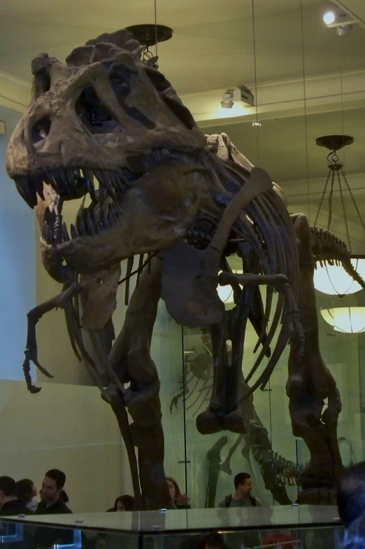 a large t - rex skeleton in a museum