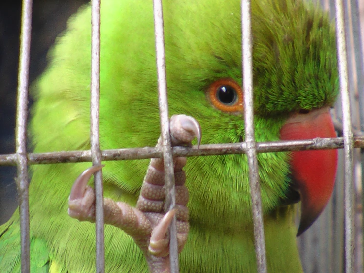 a green parrot sitting inside of a metal cage