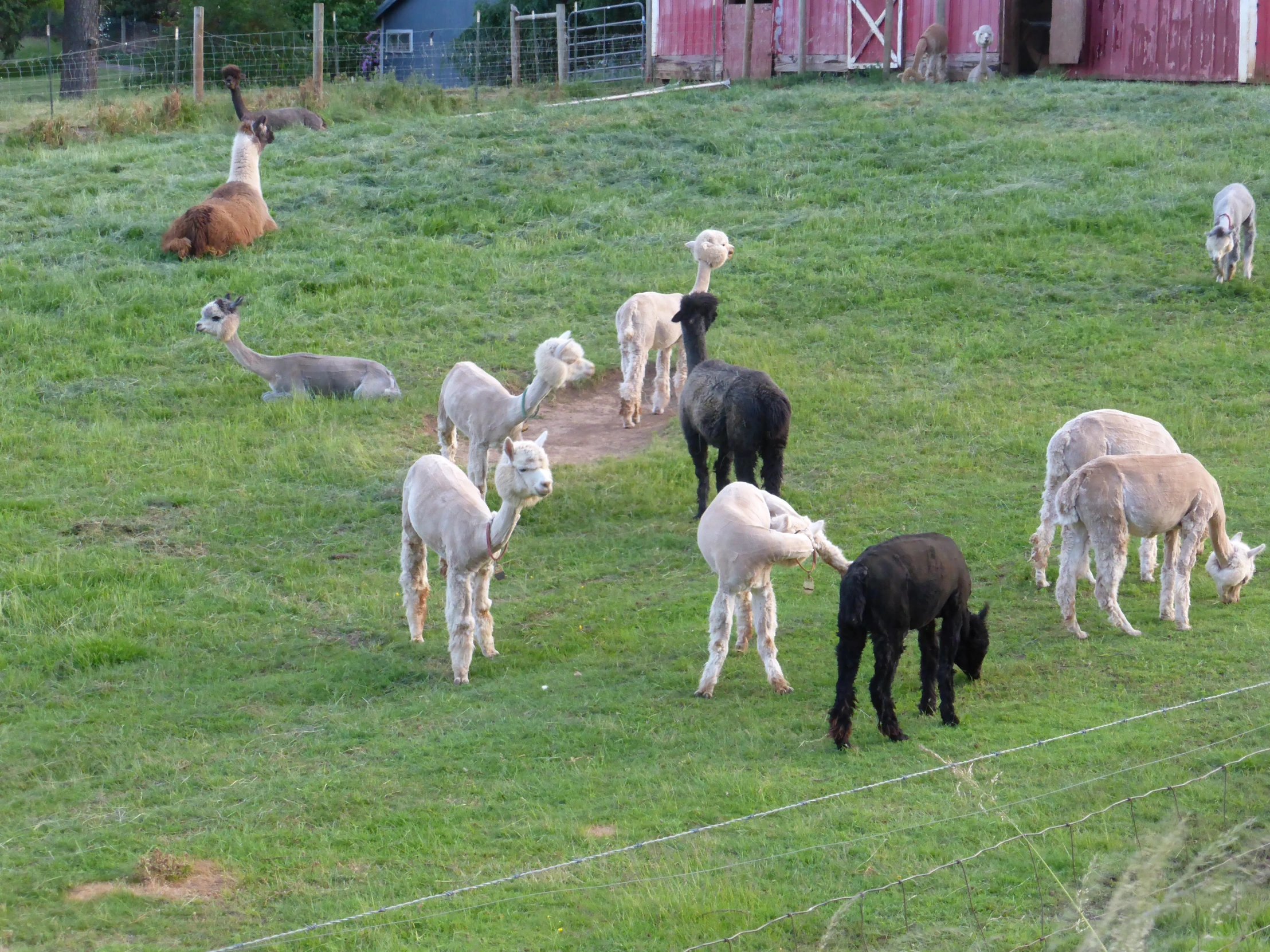 a herd of animals on a field with grass