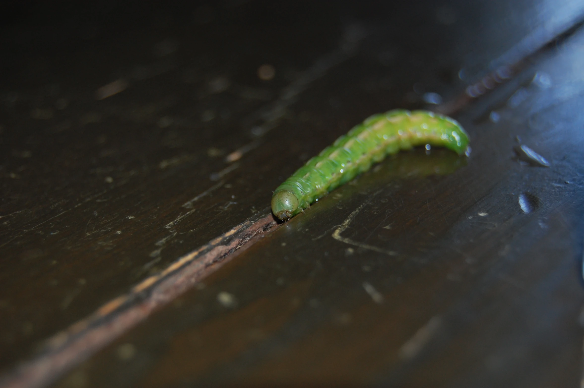 a green bug crawls on the black surface