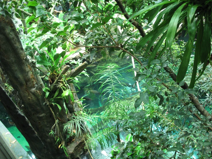 a green area with trees and plants around