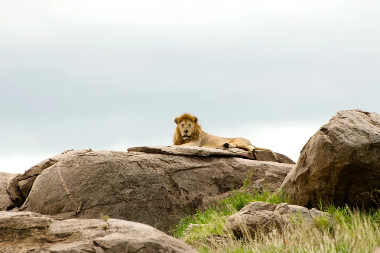 a lone lion laying on top of rocks