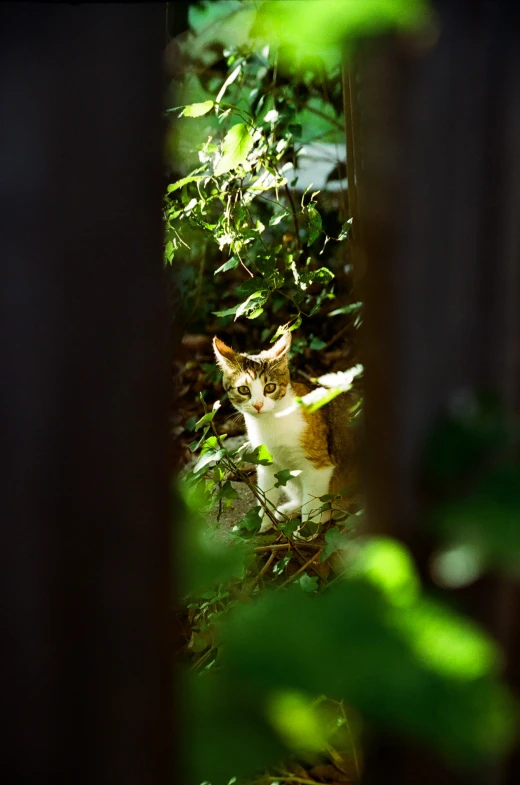 a cat looks out from behind a wooded area