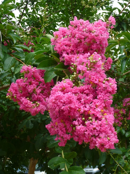 pink flowers grow on the leaves and tree nches