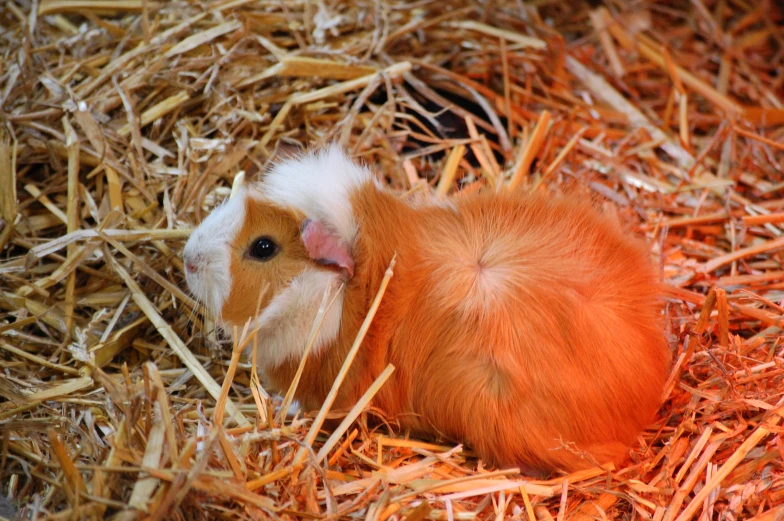 a baby guinea pig lying in hay