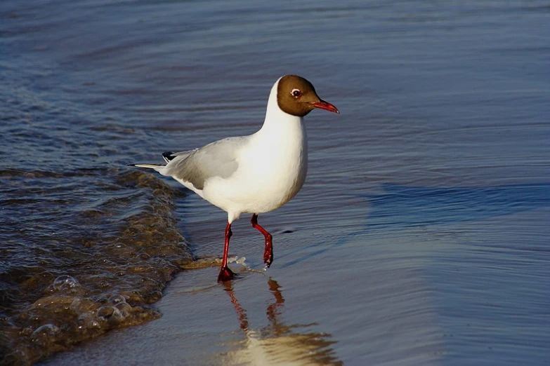 a brown and white duck standing on top of the beach