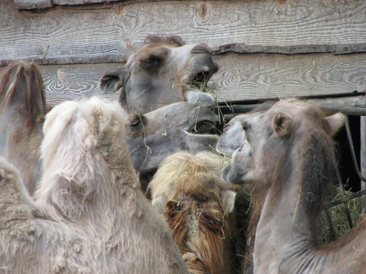 a group of camels eating some grass in front of a building