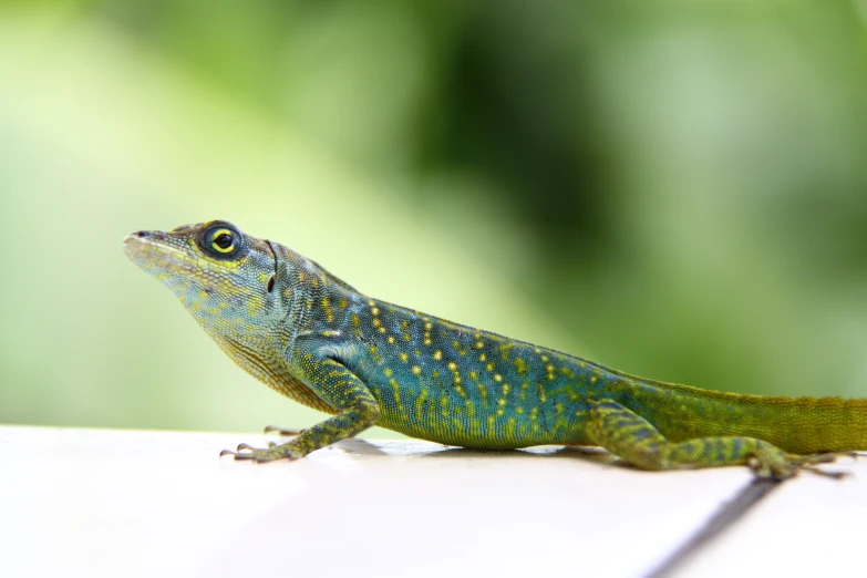 green and yellow lizard resting on a white wooden fence