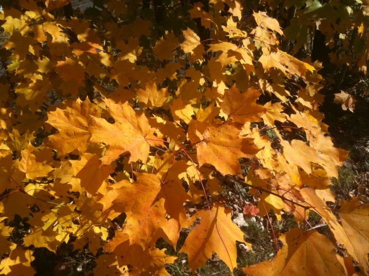 close up of yellow leaves in fall color