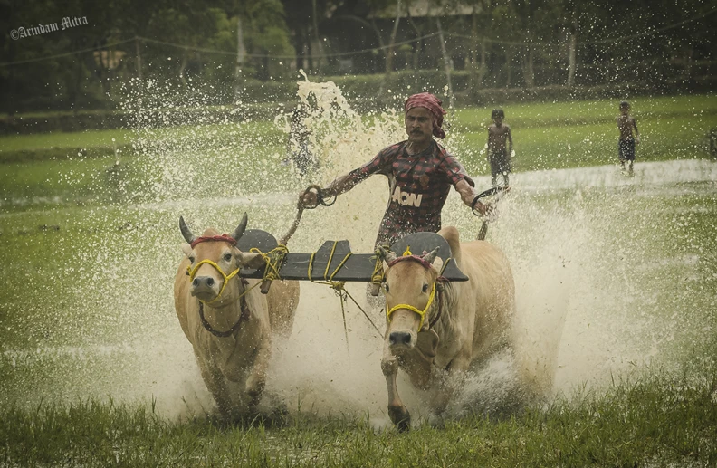 a man riding two cows with water pouring from them