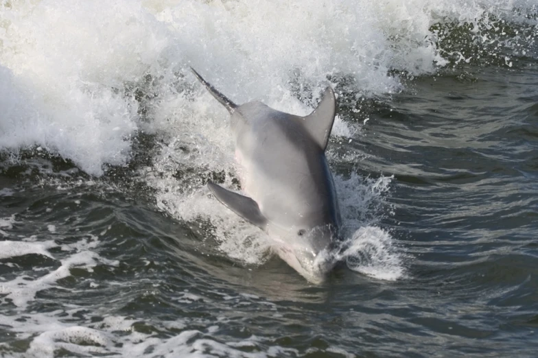 the dolphin is coming off the top of a wave