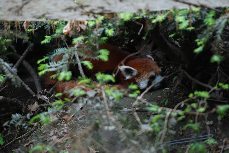 a small white and black animal with its head down on the ground