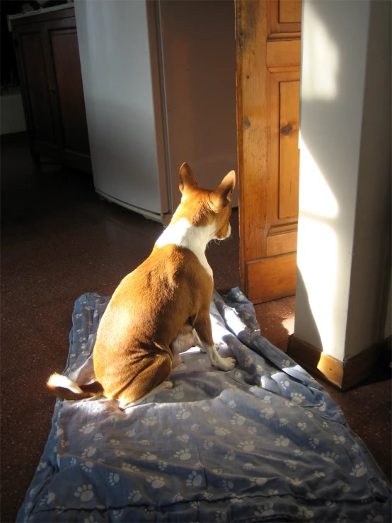 a dog sitting on a blue blanket looking out the window