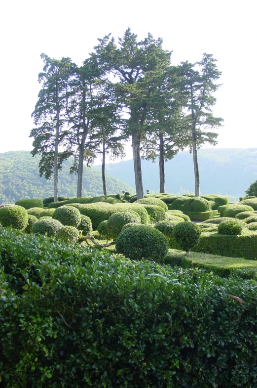 the top of a grassy hedge with three trees in the background