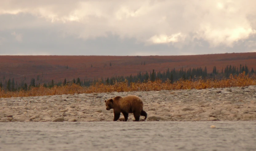 a large brown bear walking across a field