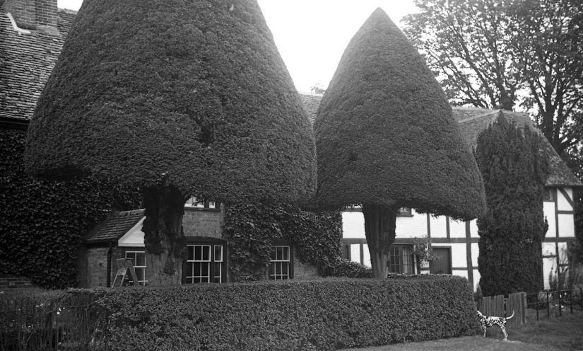 the bushes are growing in front of the house