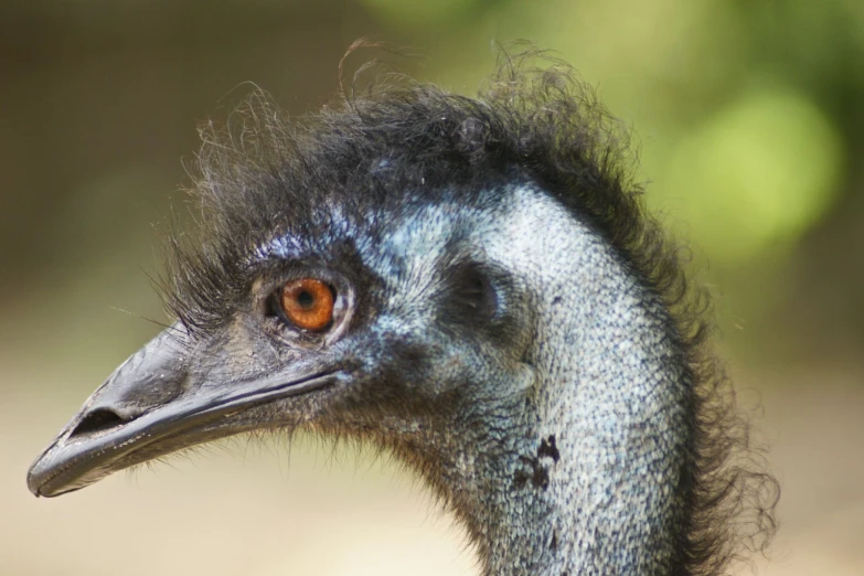 a large ostrich with a fuzzy brown eye