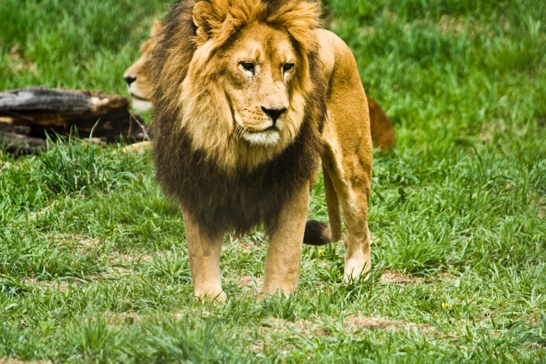 an adult male lion in grass near log