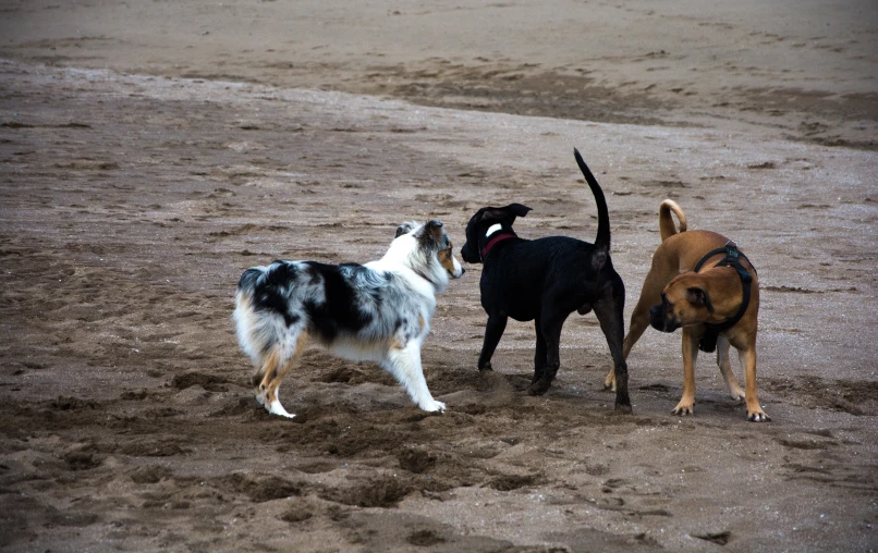 two dogs on the beach are fighting for soing