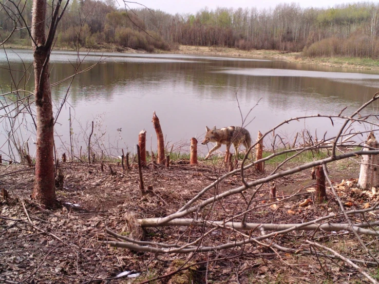 a wolf stands next to a body of water