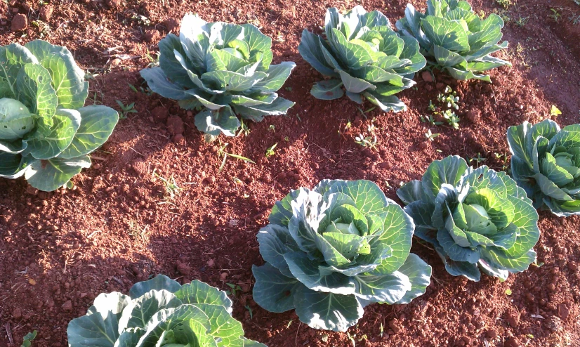 several vegetables are growing in the dirt