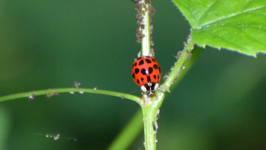 a small red and black insect perched on a green leaf