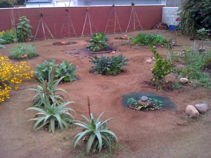 the garden is full of all kinds of plants