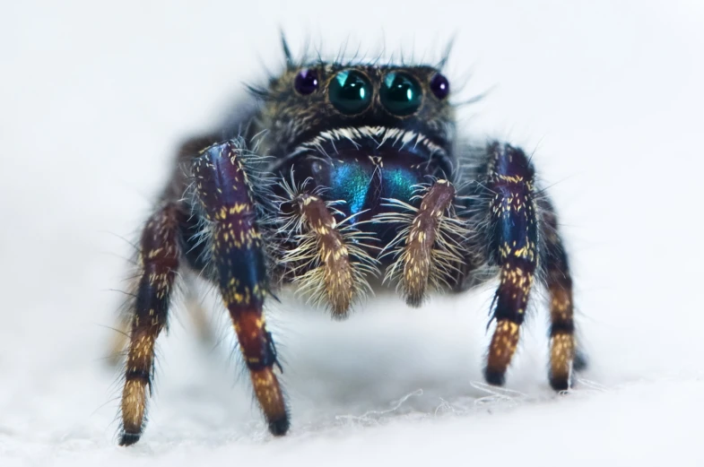 a blue jumping spider with green eyes is seen from the top