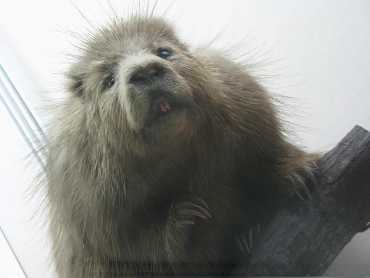 a porcupine standing in front of a glass window with its head up