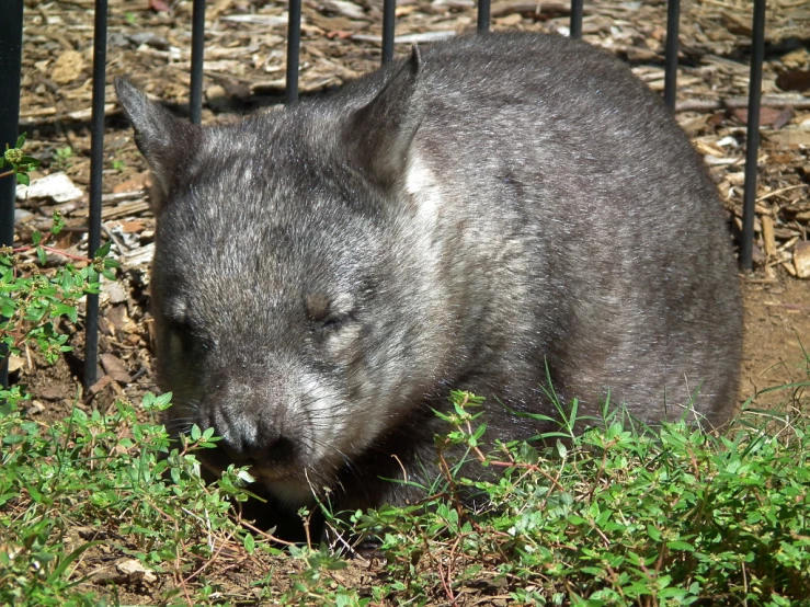 an animal is sniffing some plants by a fence