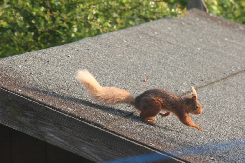 a squirrel standing on the roof and looking into a camera