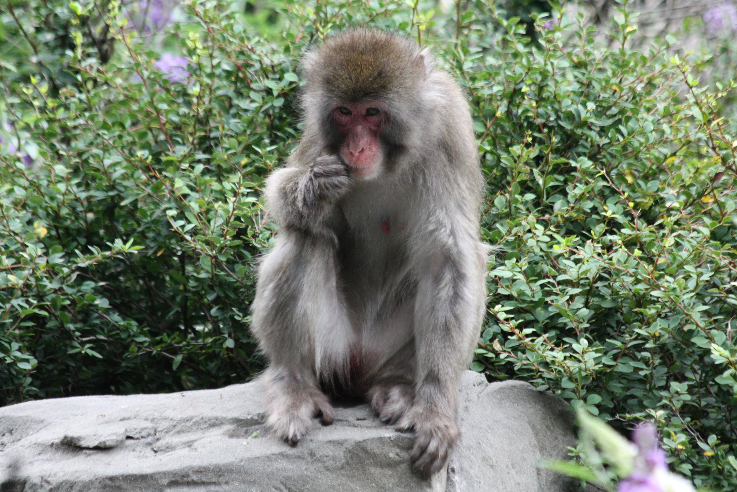 a monkey sitting on top of a large rock