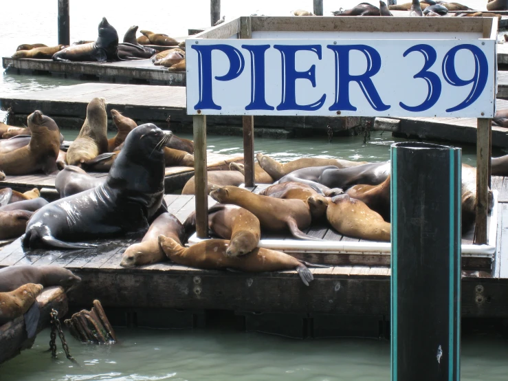 an image of sea lions relaxing at pier